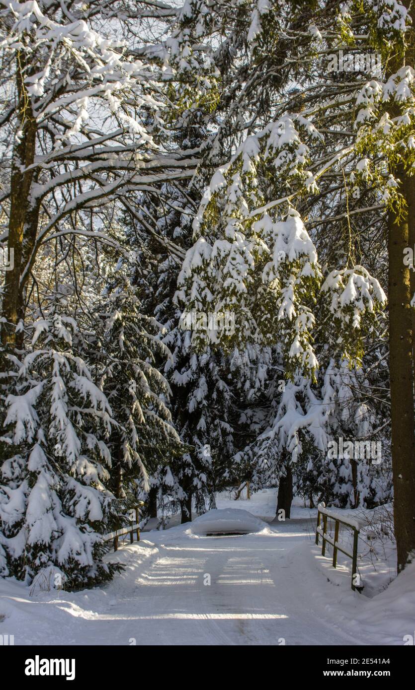 snow covered trees and a forest path Stock Photo - Alamy