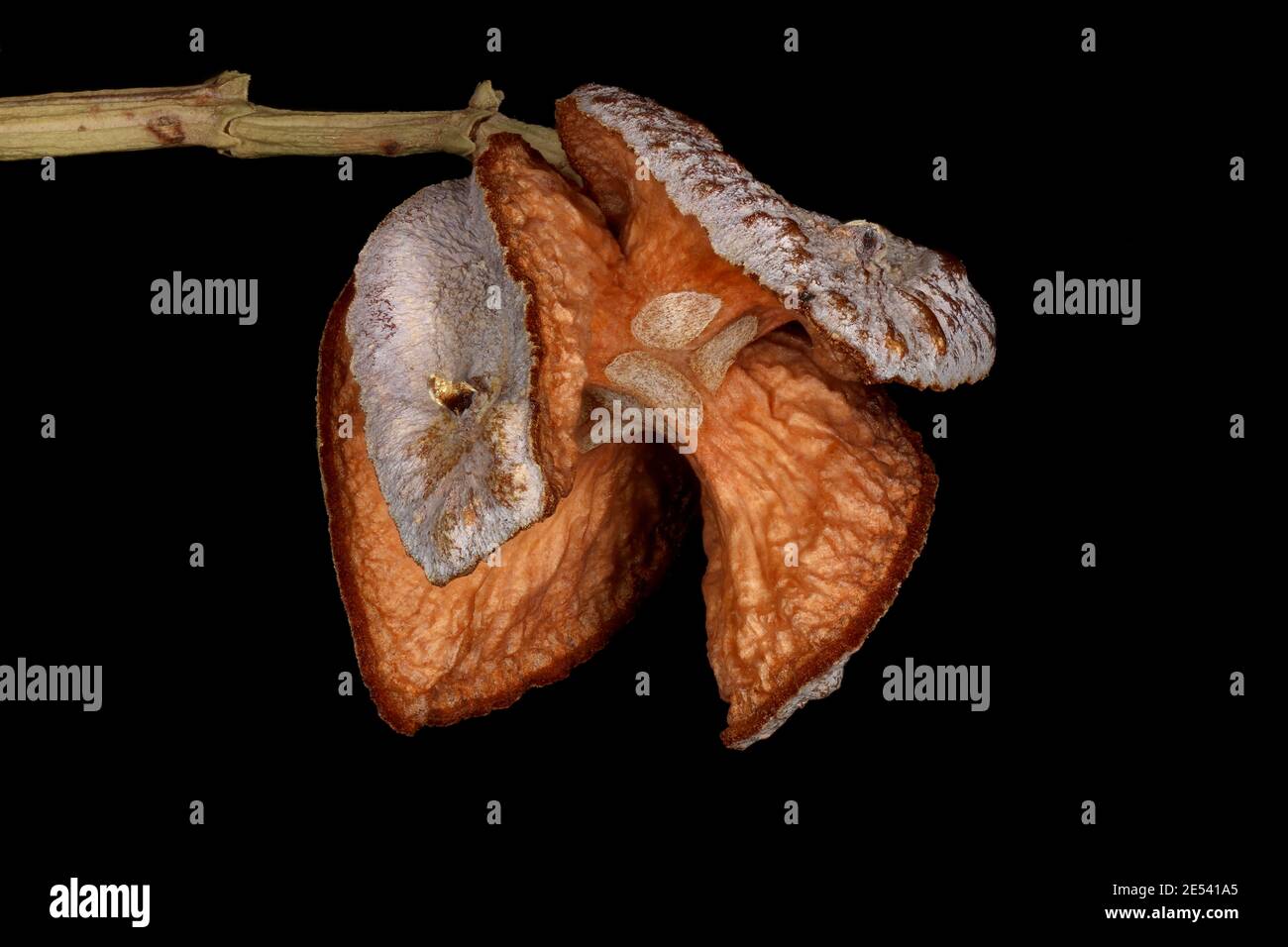 Sandarac (Tetraclinis articulata). Empty Seed Cone Closeup Stock Photo