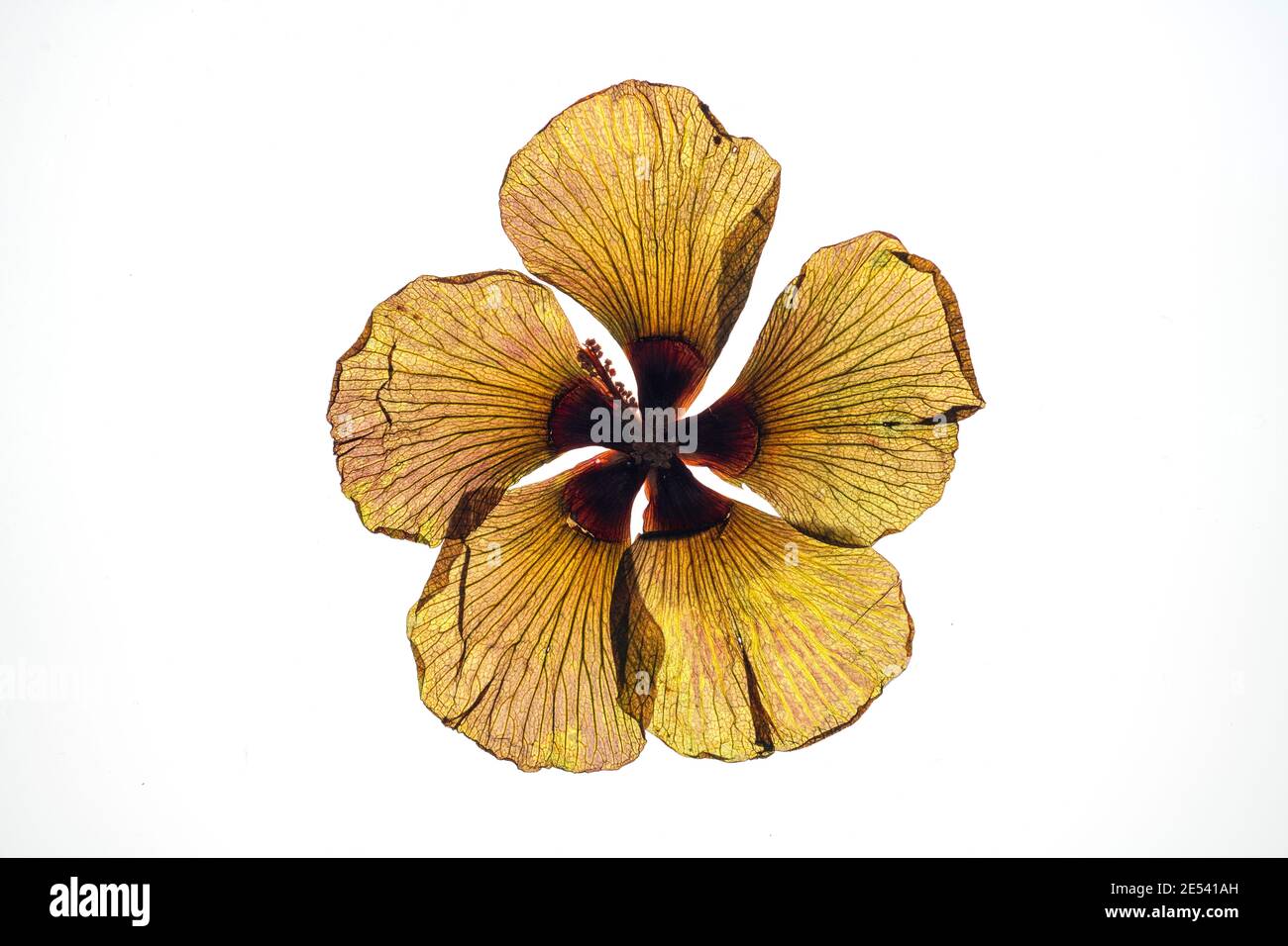 Beach Hibiscus, Hibiscus tiliaceus, pressed dried flower head from the Maldives on a white background Stock Photo