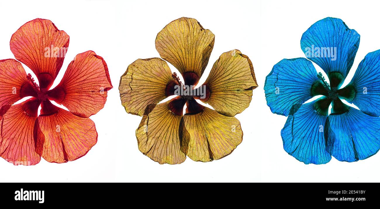 Assembly of Beach Hibiscus, Hibiscus tiliaceus, pressed dried flower heads from the Maldives on a white background, colourised. Stock Photo