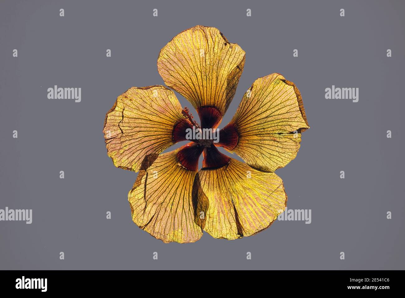 Beach Hibiscus, Hibiscus tiliaceus, pressed dried flower head from the Maldives on a neutral grey background Stock Photo