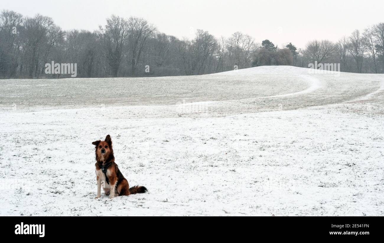 Brunswick, Germany. 26th Jan, 2021. The dog Myrte sits in the morning below the observation tower on the Nussberg in the Prinz-Albrecht-Park on a thin layer of snow. Credit: Stefan Jaitner/dpa/Alamy Live News Stock Photo