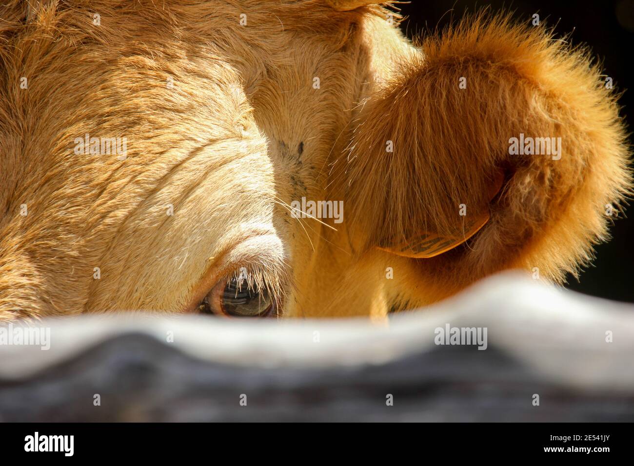 Cow, close up, cute, looking, Azores. Stock Photo