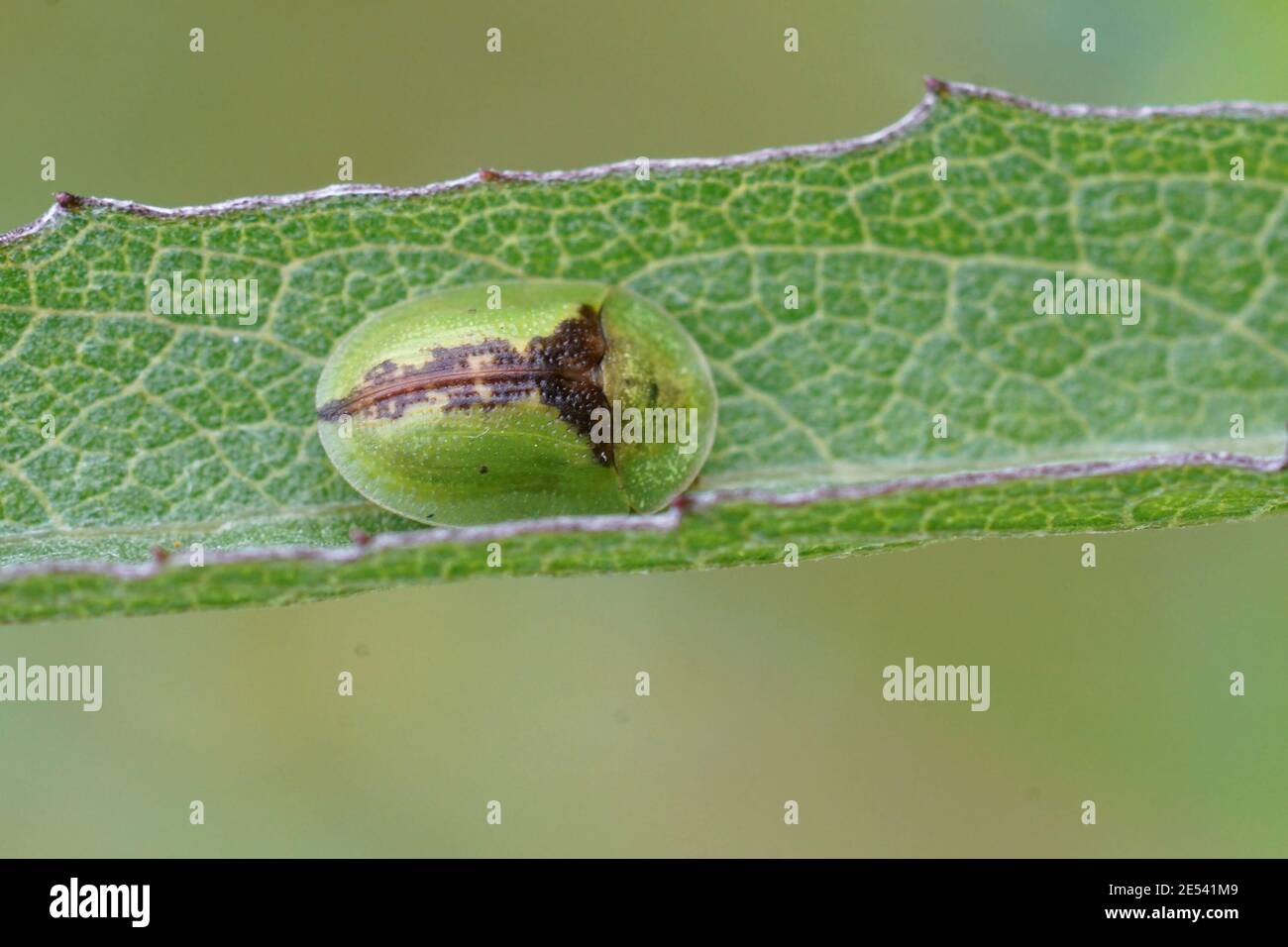 Close up of the green  thistle tortoise beetle, Cassida rubigino Stock Photo