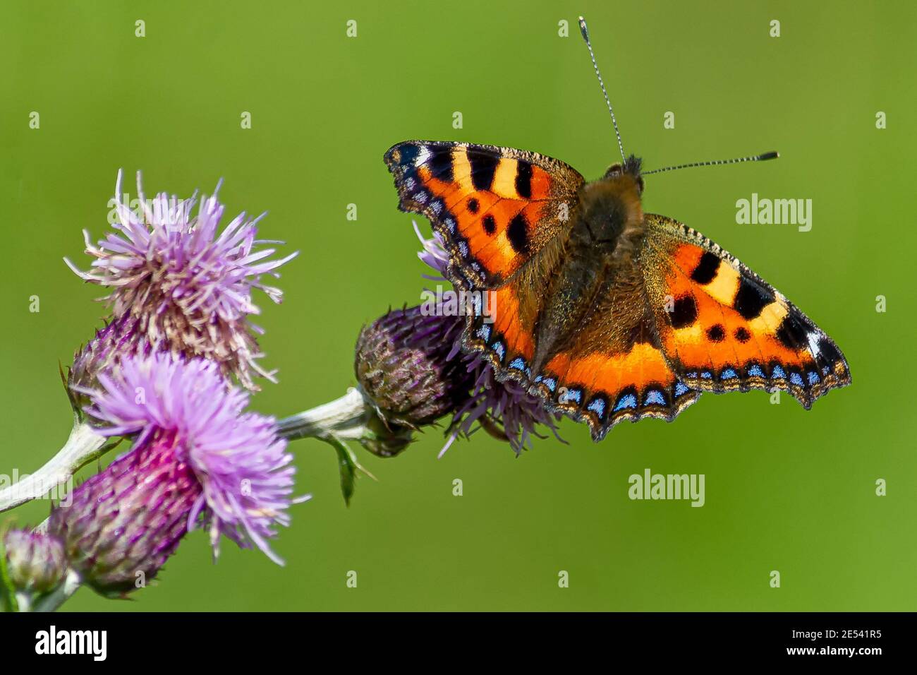butterfly collecting pollen on a thistle Stock Photo