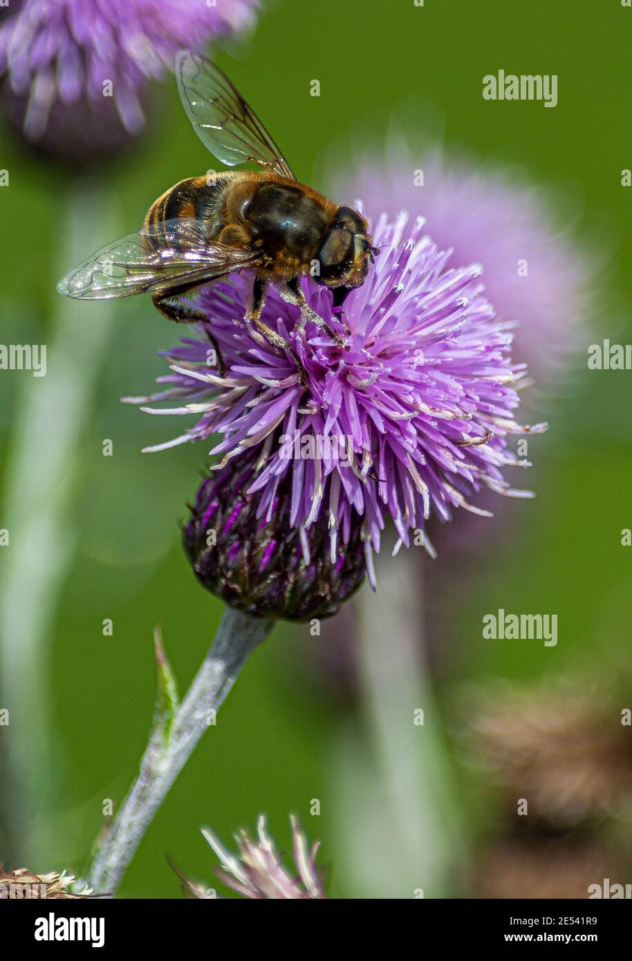 Bee collecting nectar on a thistle Stock Photo