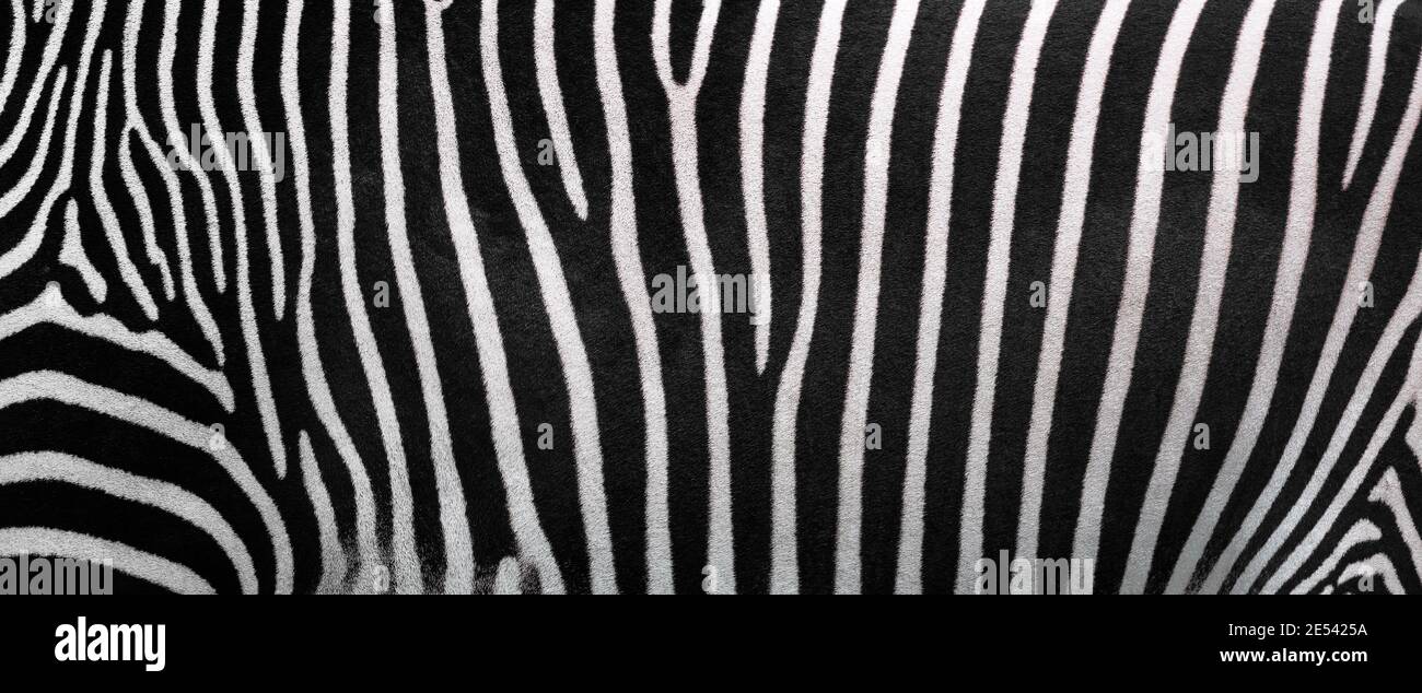 Zebra stripes, Beautiful natural background. Close-up view of zebra stripes. Stock Photo