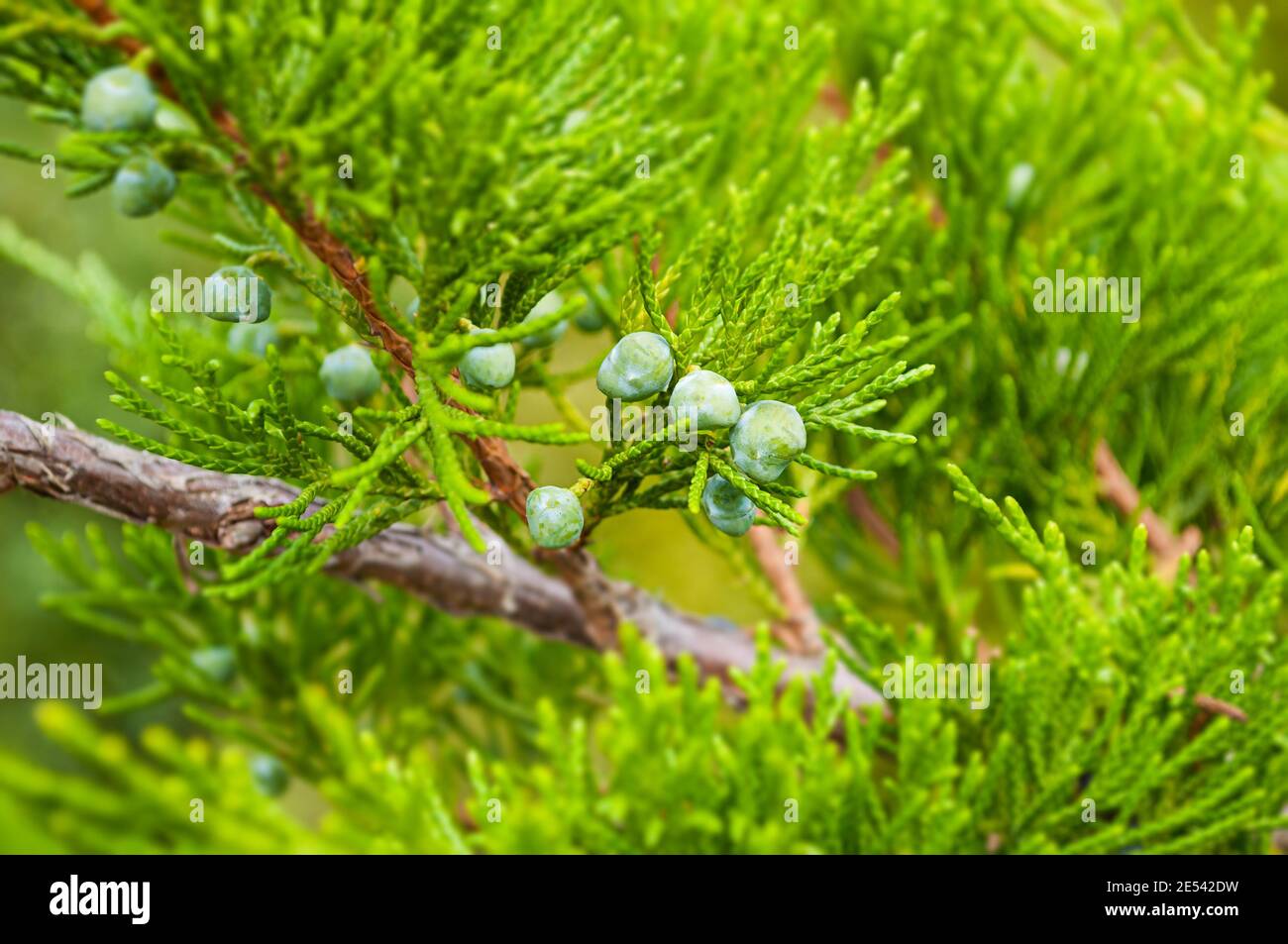 Western Juniper - in latin Juniperus occidentalis, closeup. Soft focus processing, tilt shift effect applied Stock Photo