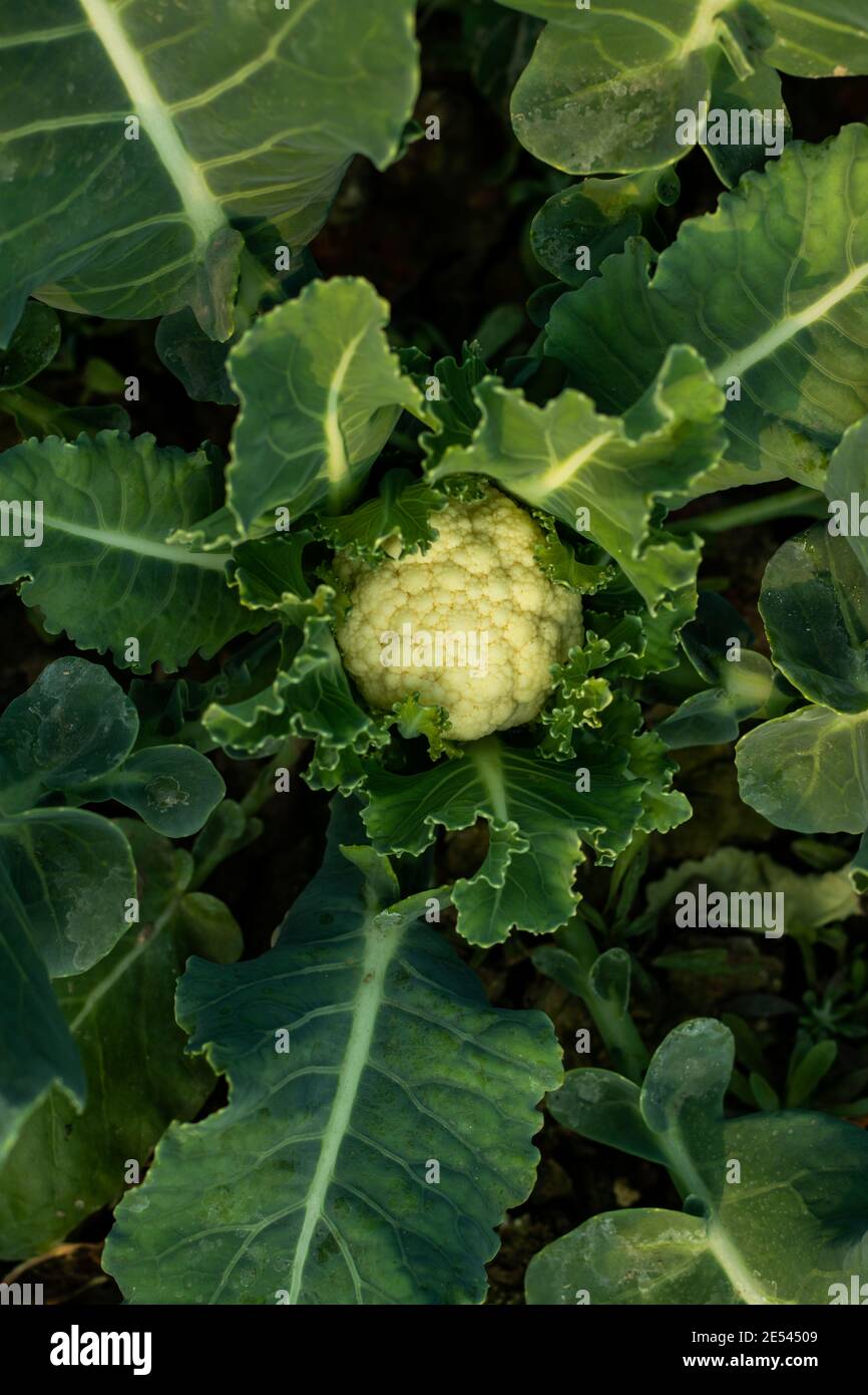 Cauliflower contains high amounts of vitamin C, which acts as an antioxidant, Cauliflower is one of great vegetables Stock Photo
