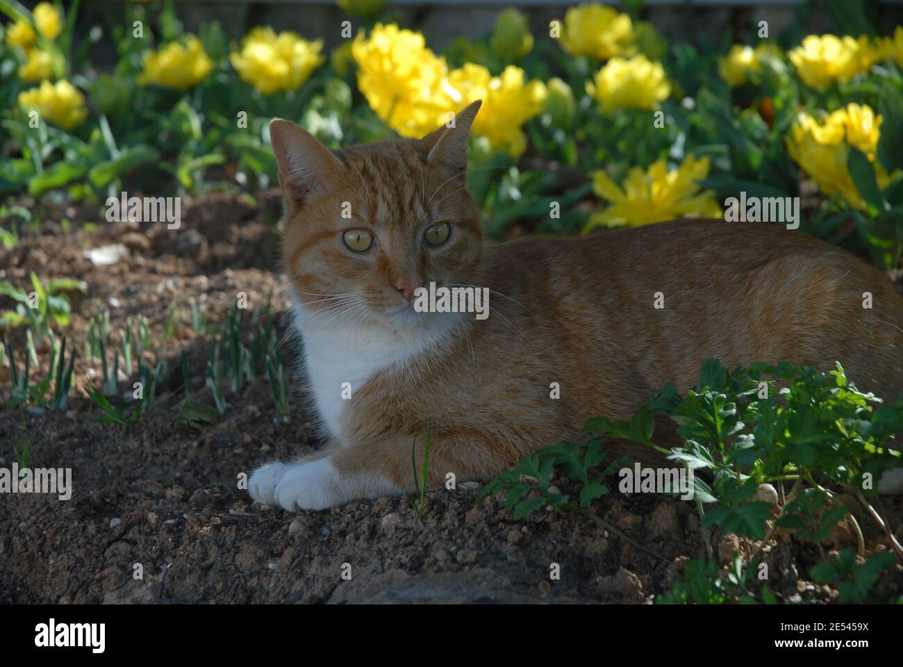 Ginger tabby cat lying in a garden in the shade Stock Photo