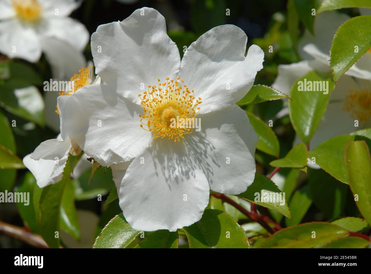 Rambling rose, known as Coopers Burmese or Rosa gigantea Cooperi, a beautiful white rose with yellow stamens, Stock Photo