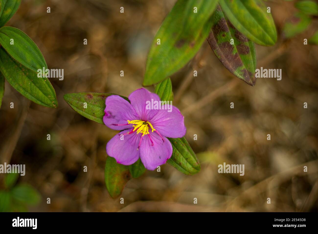 Pyrenean-violet or Little-robin wild grass flower that also called Ramonda myconi Stock Photo