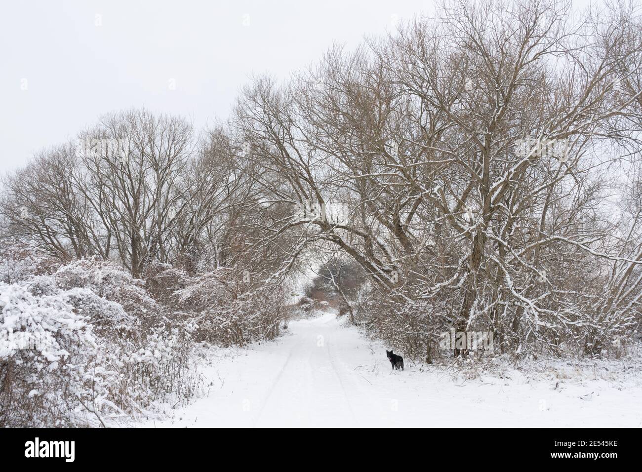 Rural winter road with snow and a black dog, near Bakonyszucs a small touristic town located in the Bakony mountain range in Hungary (2021 January) Stock Photo