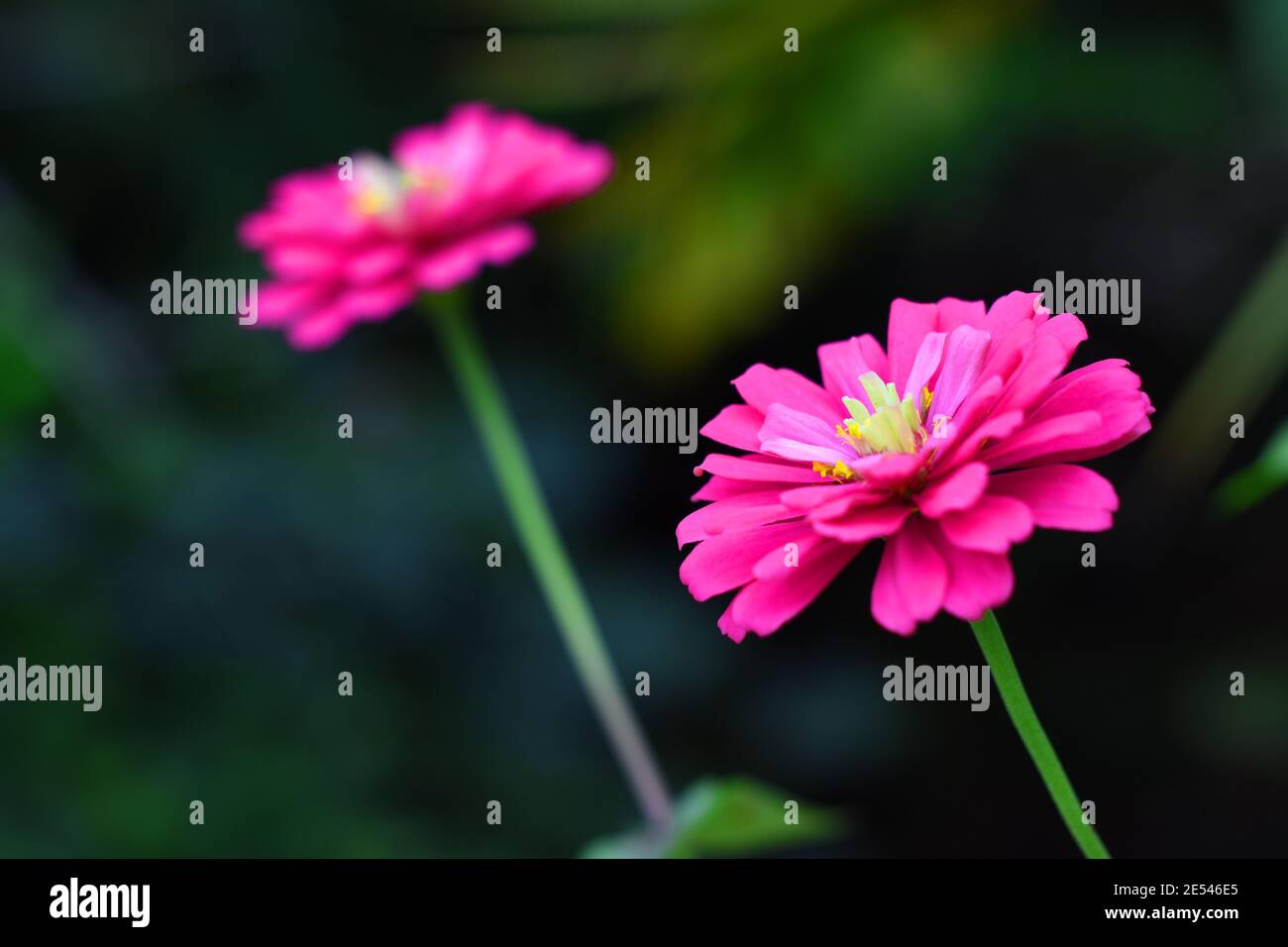 Zinnia blossoms Stock Photo