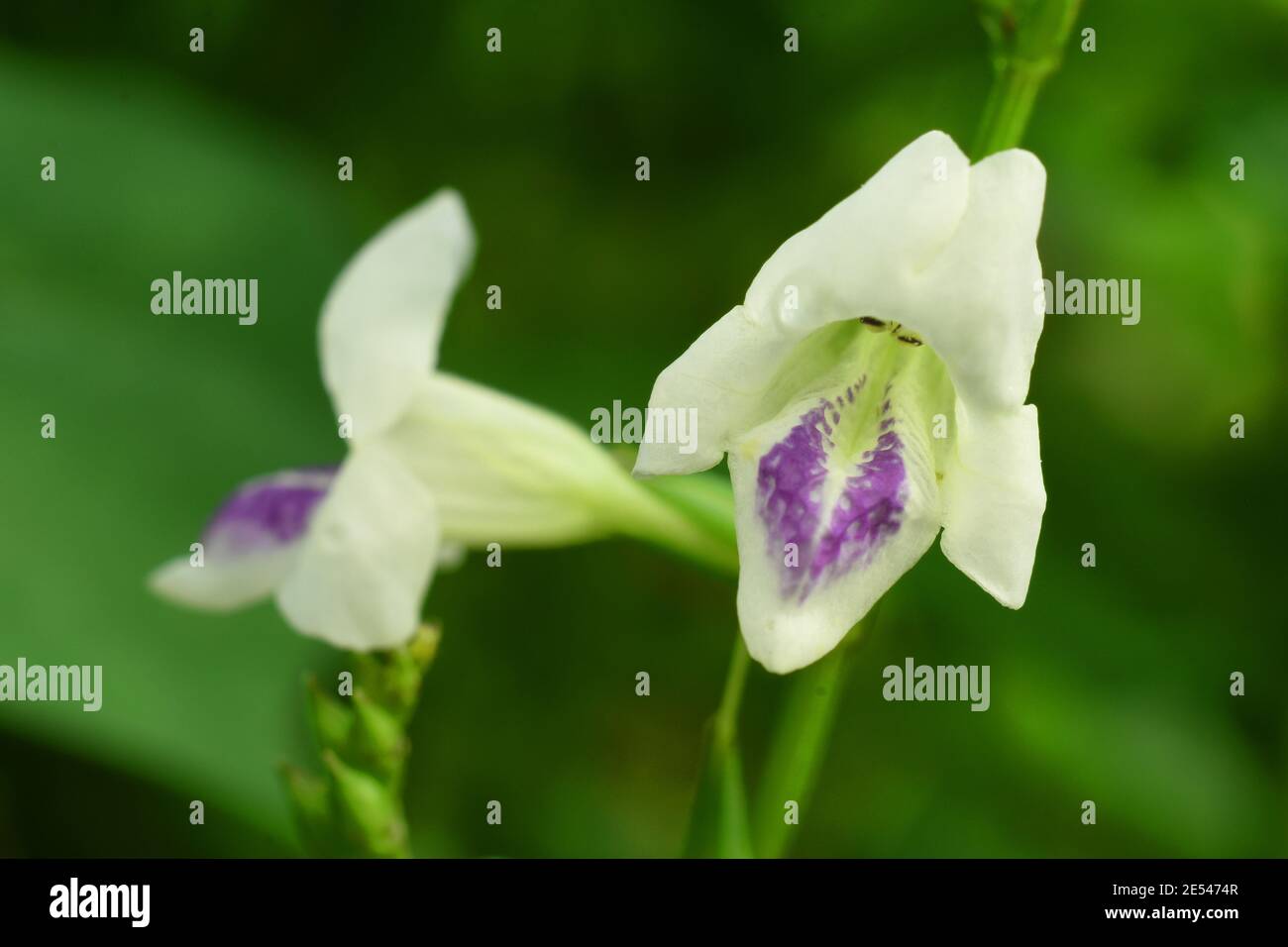 Chinese violet (Asystasia gangetica) Stock Photo