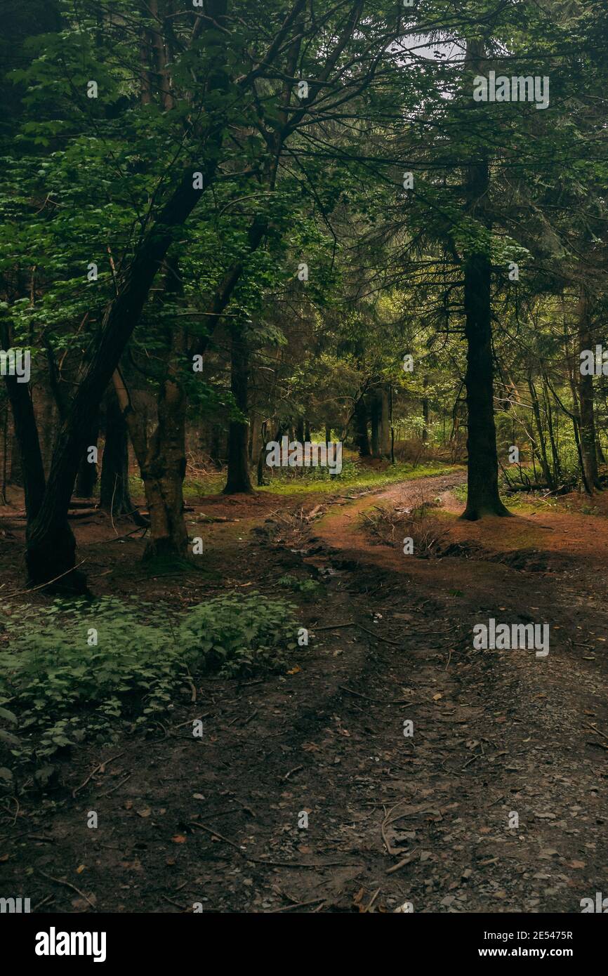Beautiful vertical shot forest hi-res stock photography and images - Alamy