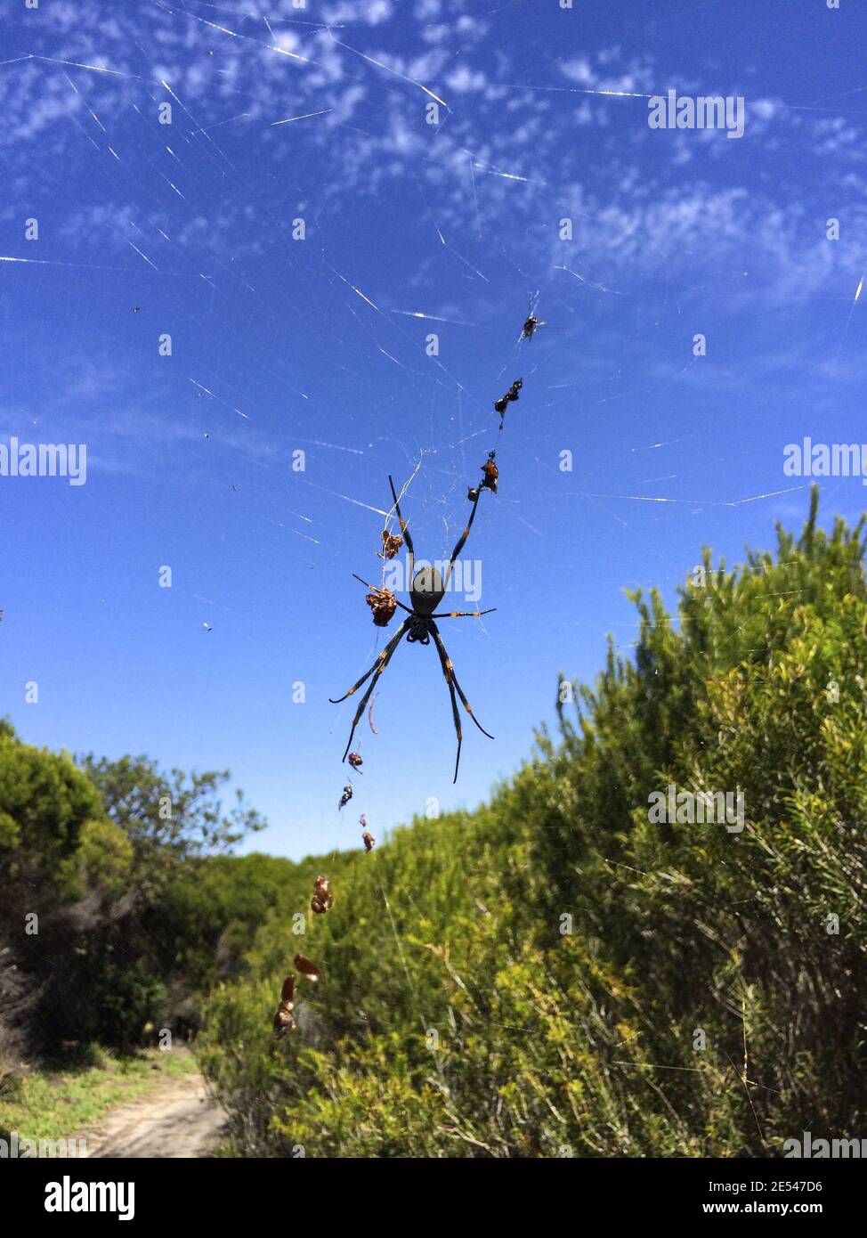 Spider with sky behind Stock Photo