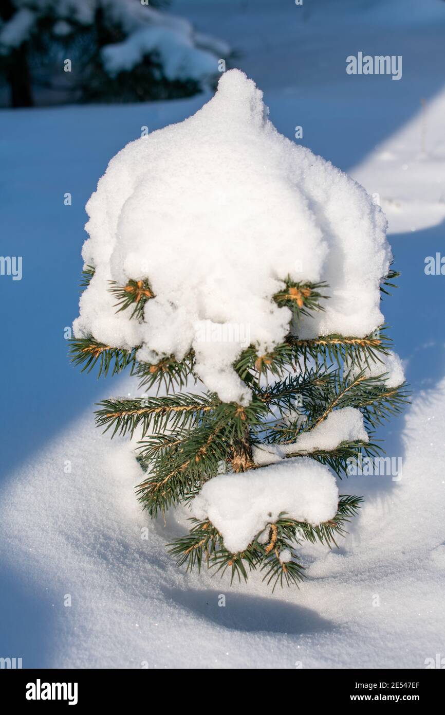 A tiny fir tree covered with snow Stock Photo - Alamy