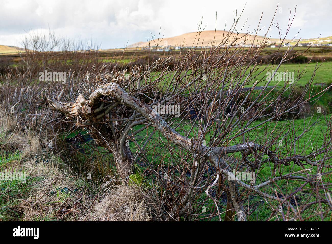 Hedge cutting, County Kerry, Ireland Stock Photo