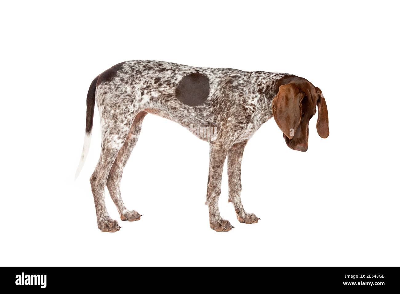 German Short haired Pointer puppy in front of a white background Stock Photo