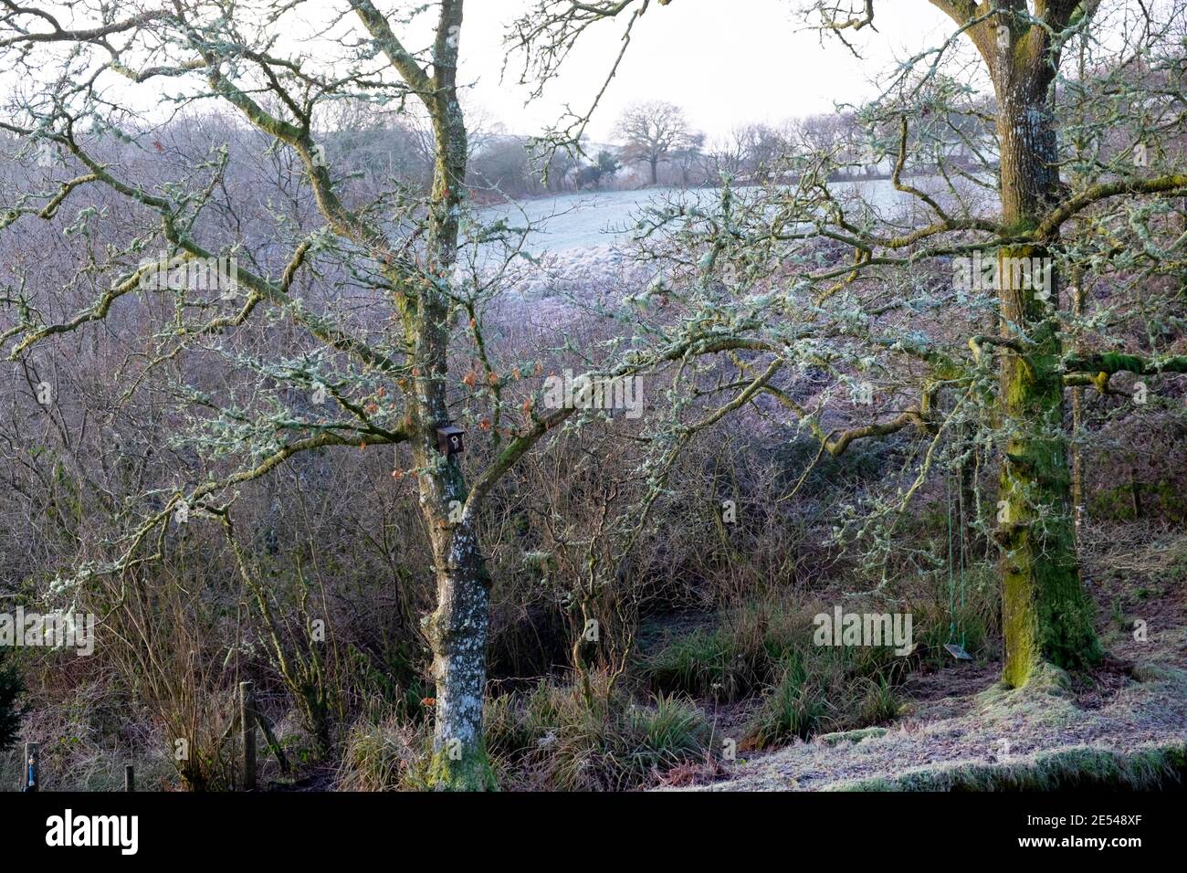 Lichen on oak trees in beautiful winter frosty country landscape January 2021 Carmarthenshire West Wales UK  KATHY DEWITT Stock Photo