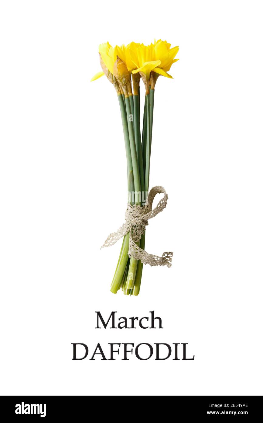 Daffodil, March birth flower. Birth month yellow daffodil flower photo. Birthday flower clipart Stock Photo
