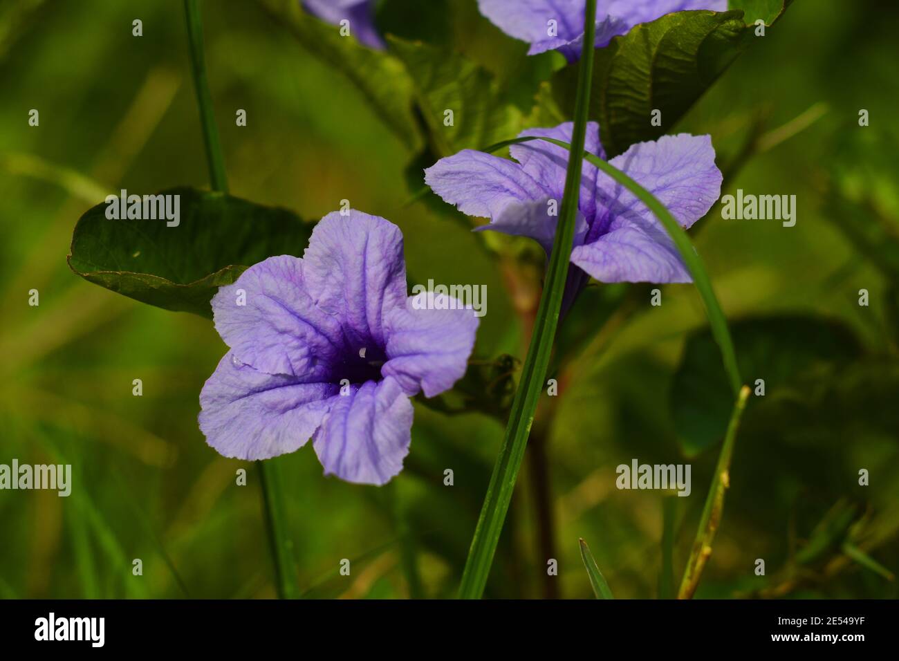 Violet minnieroot flower Stock Photo