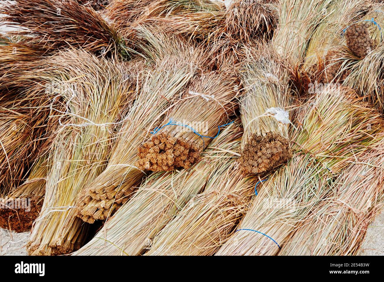 Cogon grass hires stock photography and images Alamy