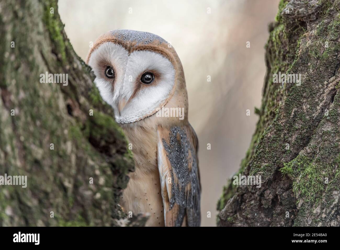 Fine art portrait of Barn owl female (Tyto alba) Stock Photo
