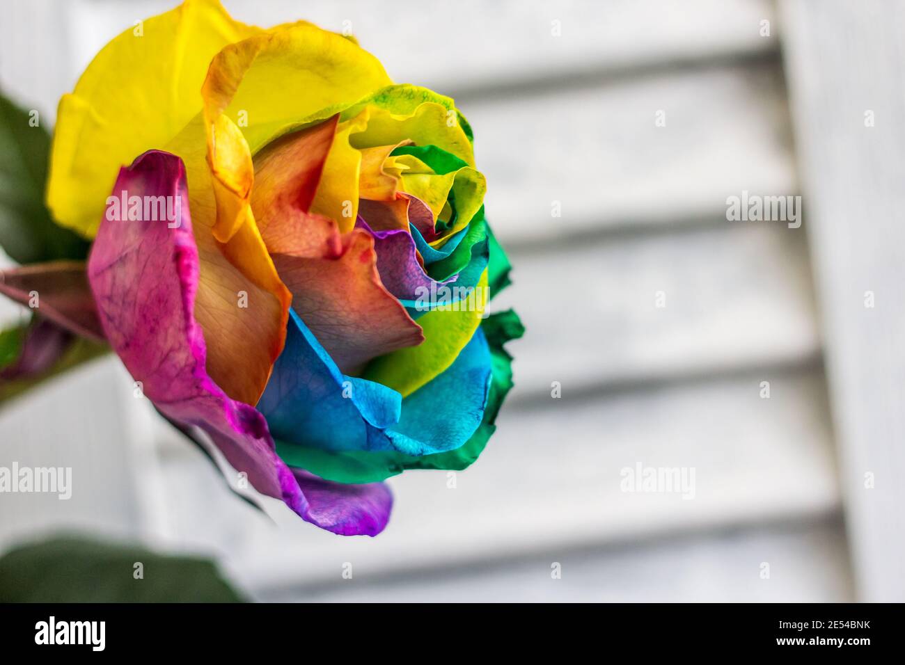a single rainbow rose with white wood background Stock Photo - Alamy