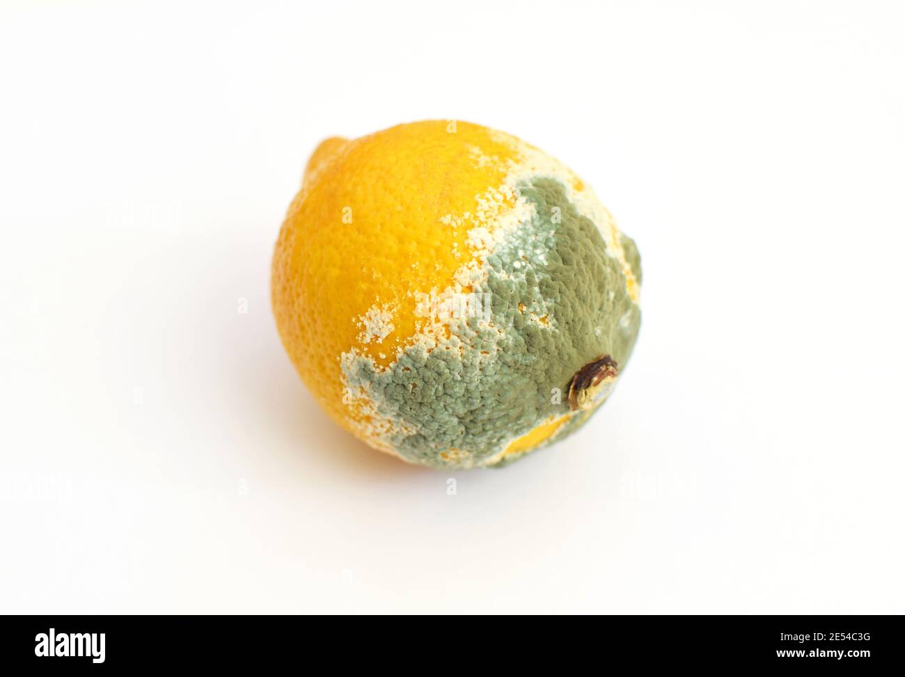 Blue mold on yellow lemon. Spoiled rotting fruit with mold on a white background. Blue-green mold on citrus fruits. Stock Photo