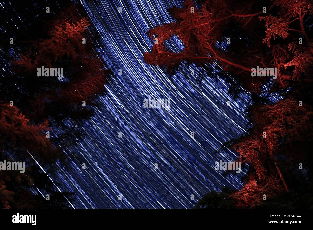Starry night star trail with red-lit pine branches in the foreground. Sierra de la Ventana, Argentina. Stock Photo