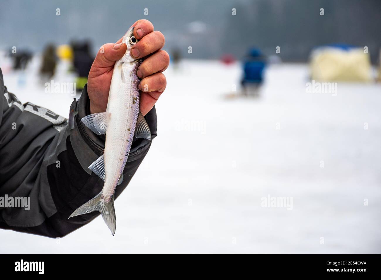 Fisherman fishing on a frozen lake in winter showing a coregonus albula fish, known as the vendace or as the European cisco, freshwater whitefis Stock Photo
