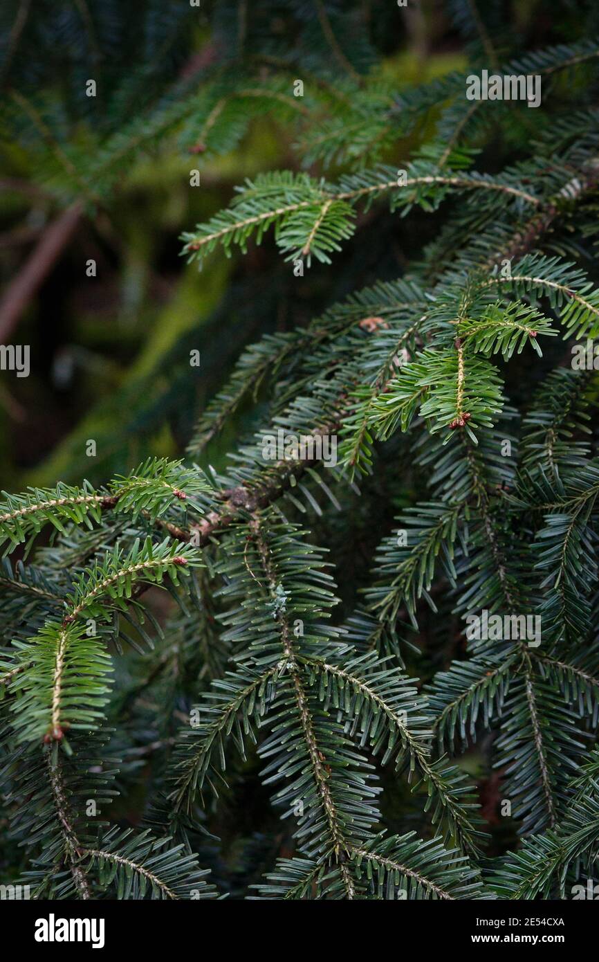 A vertical shot of green fir tree brunch Stock Photo - Alamy