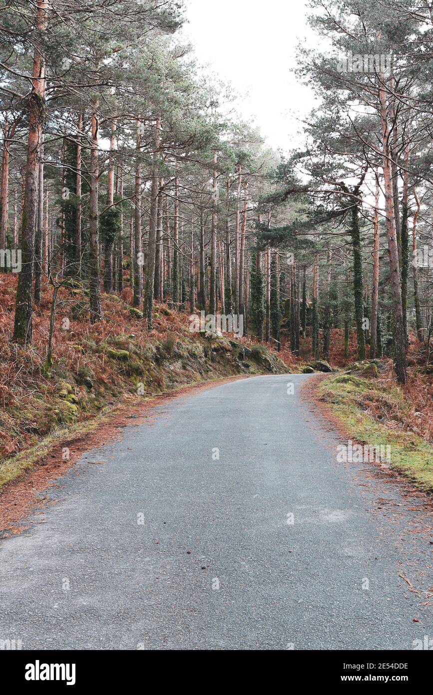 Vertical shot road forest hi-res stock photography and images - Alamy