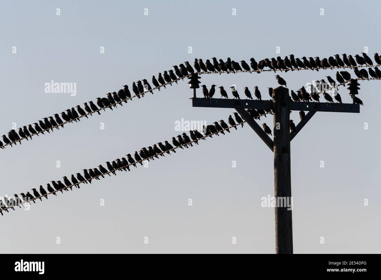Starlings, Sturnus vulgaris, flock on telegraph wires, Waren Mill, Northumberland, UK Stock Photo