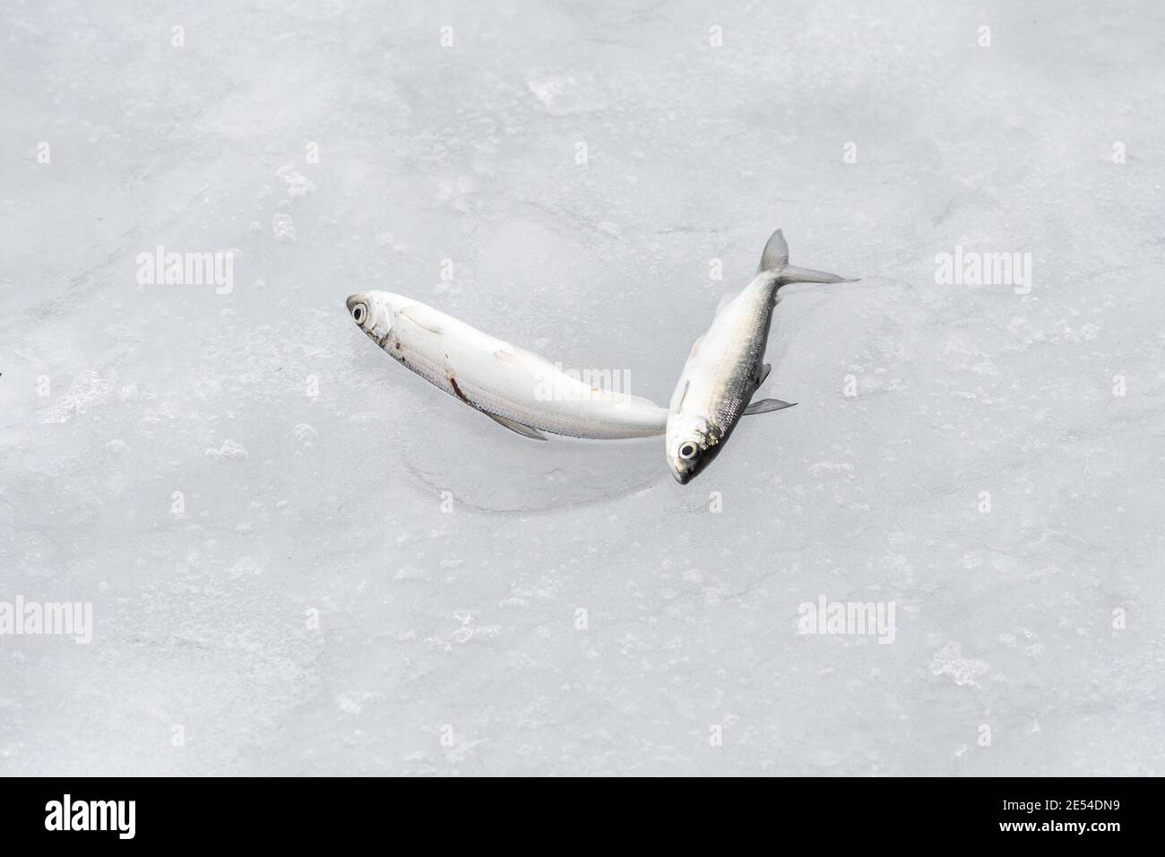 Coregonus albula fish, known as the vendace or as the European cisco, freshwater whitefish on the ice, fishing on a frozen lake, close up Stock Photo