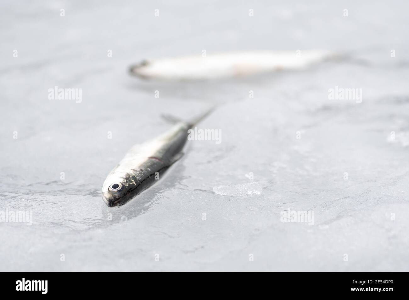 Coregonus albula fish, known as the vendace or as the European cisco, freshwater whitefish on the ice, fishing on a frozen lake, close up Stock Photo