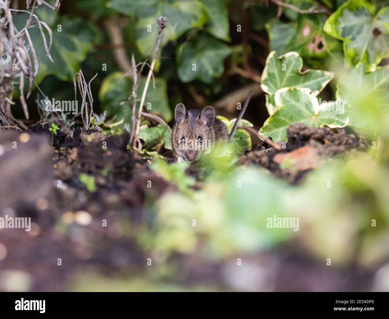 Wood Mouse hiding in Ivy in a Urban Garden Stock Photo Alamy
