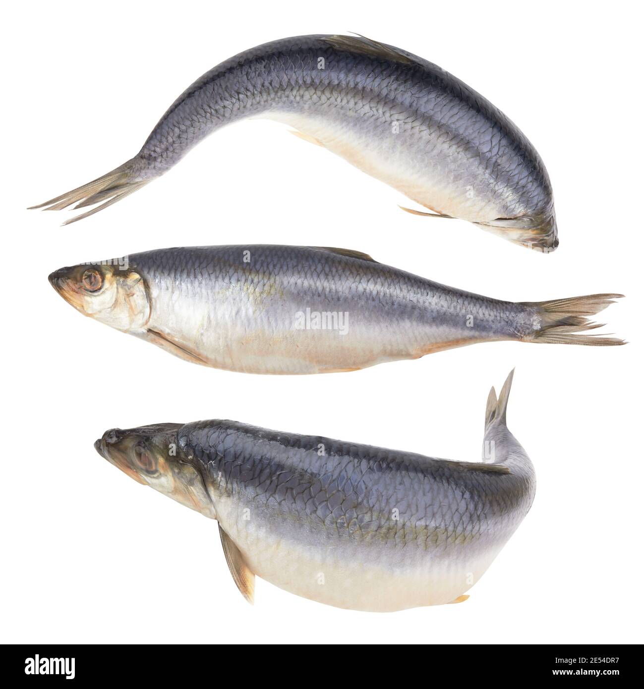 Herring fish isolated on a white background Stock Photo Alamy