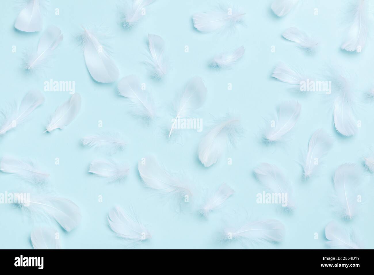 Many white feathers on a blue background. Stock Photo