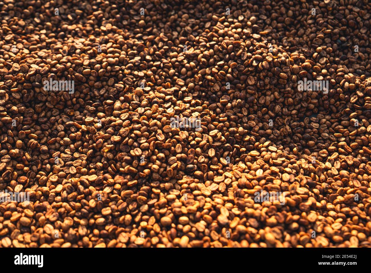 Parchment coffee Dry in the greenhouse Stock Photo Alamy