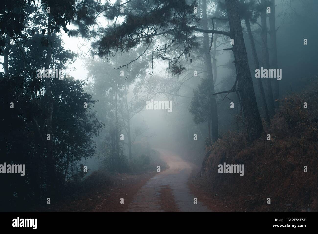 The road in the forest in the morning Stock Photo - Alamy