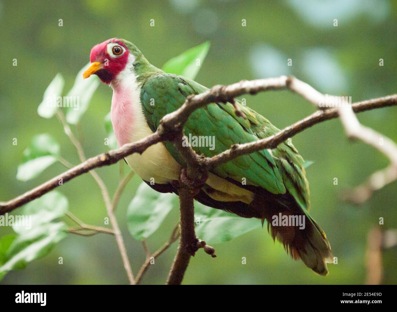 A male jambu fruit dove (Ptilinopus jambu) perched on a tree branch at the McCormick Bird House at Lincoln Park Zoo in Chicago, Illinois. Stock Photo