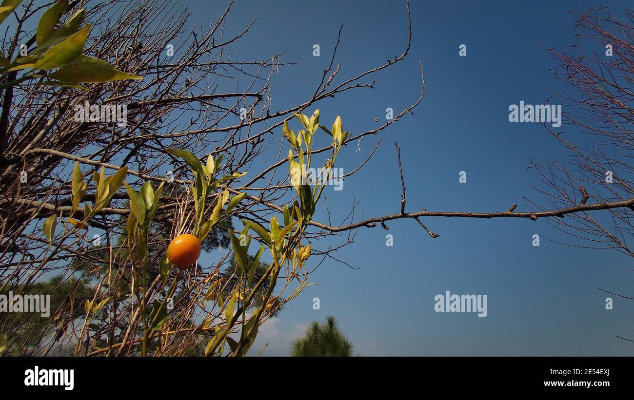 Low angle shot of an orange tree with last orange and a beautiful blue ...