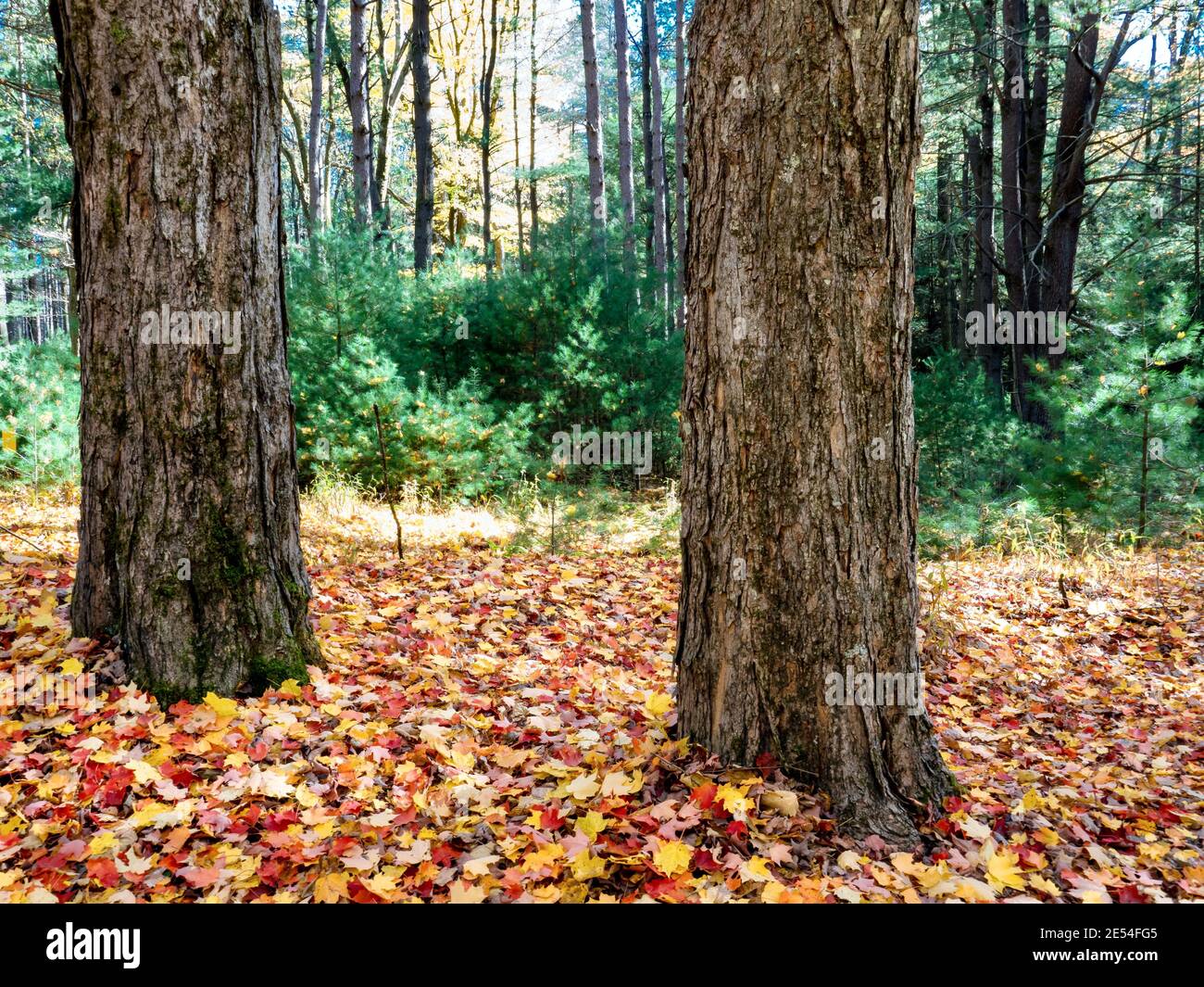 A bed of fallen leaves in the fall in Cooks Forest State Park near Clarion, Pennsylvania, with two tree trunks in the foreground and the forest in the Stock Photo