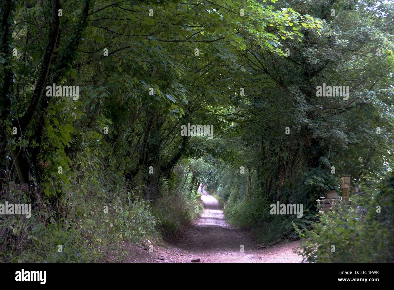 Treetunnel path to North Leigh Roman villa, the remains of a manor