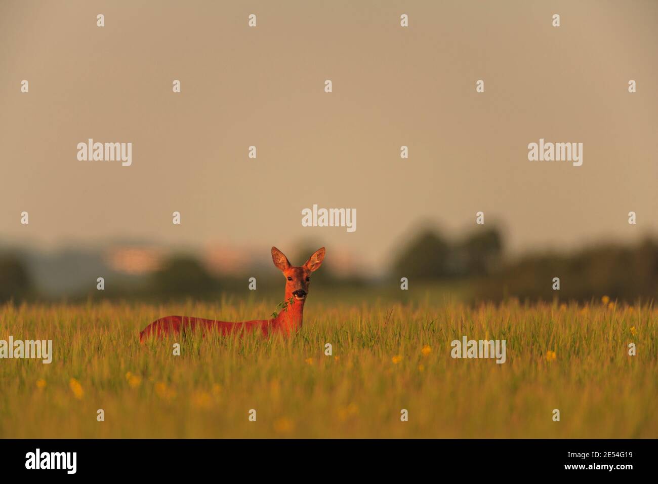 Male roe deer portrait hi-res stock photography and images - Alamy