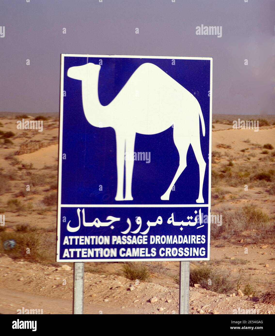 Camel (dromedary) crossing sign, near Douz, Tunisia | NONE | Stock Photo
