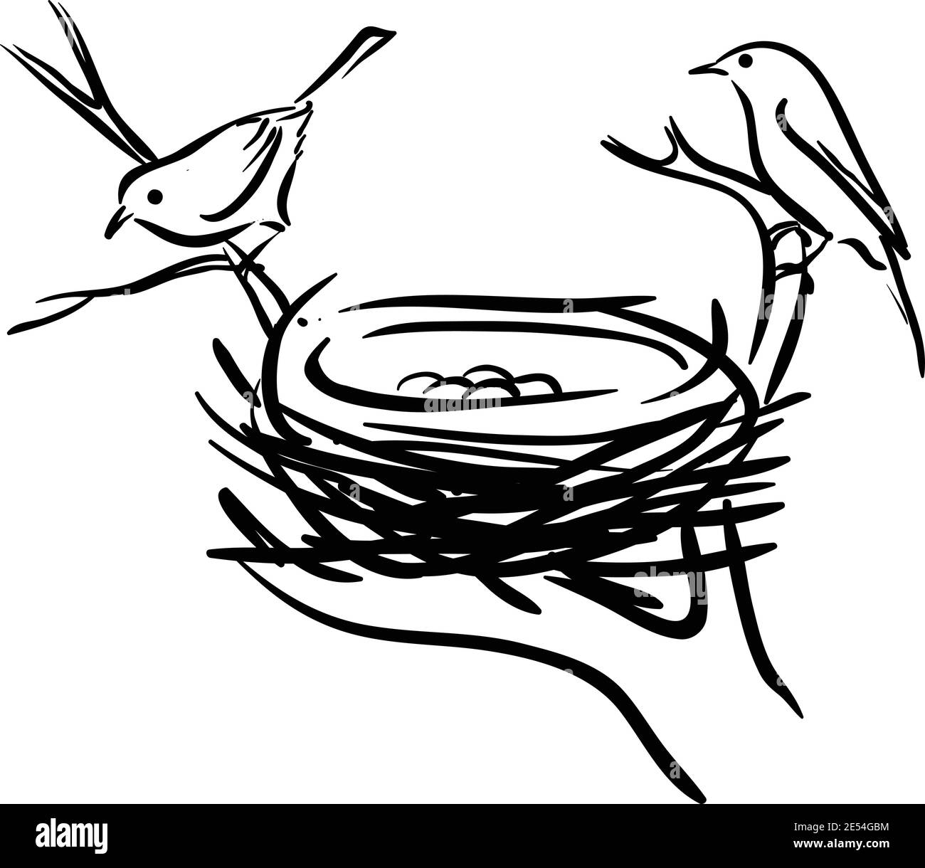 Vector of Bird and Nests on white background , Bird family with eggs